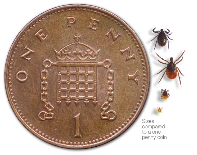 Lyme-UK Study to continue in 2024